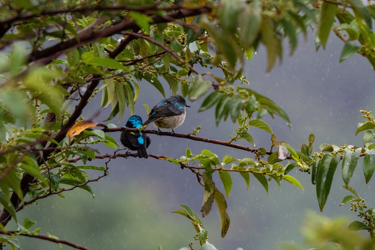 Scarlet-thighed Dacnis - ML643736811