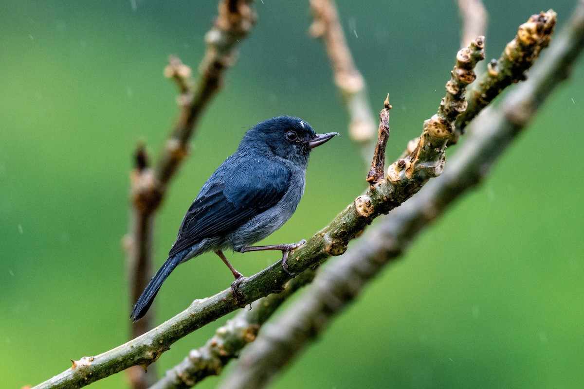Slaty Flowerpiercer - ML643736842