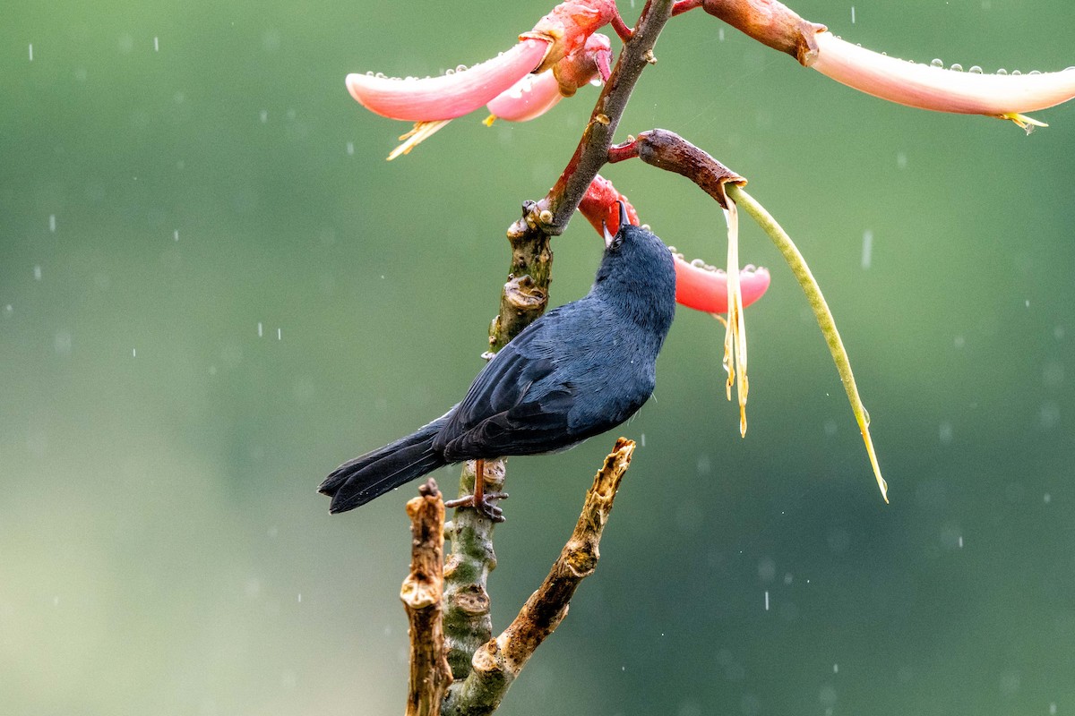 Slaty Flowerpiercer - ML643736844