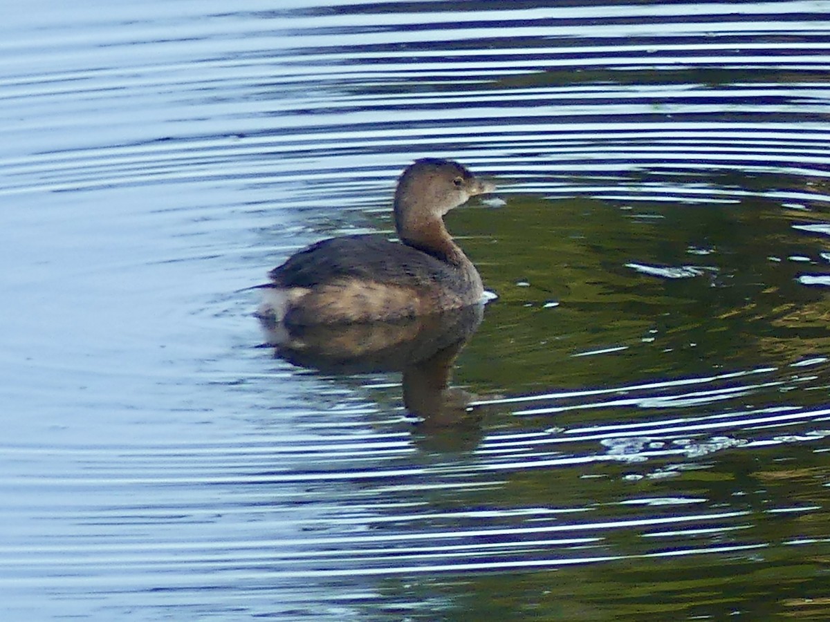 Grèbe à bec bigarré - ML643736850