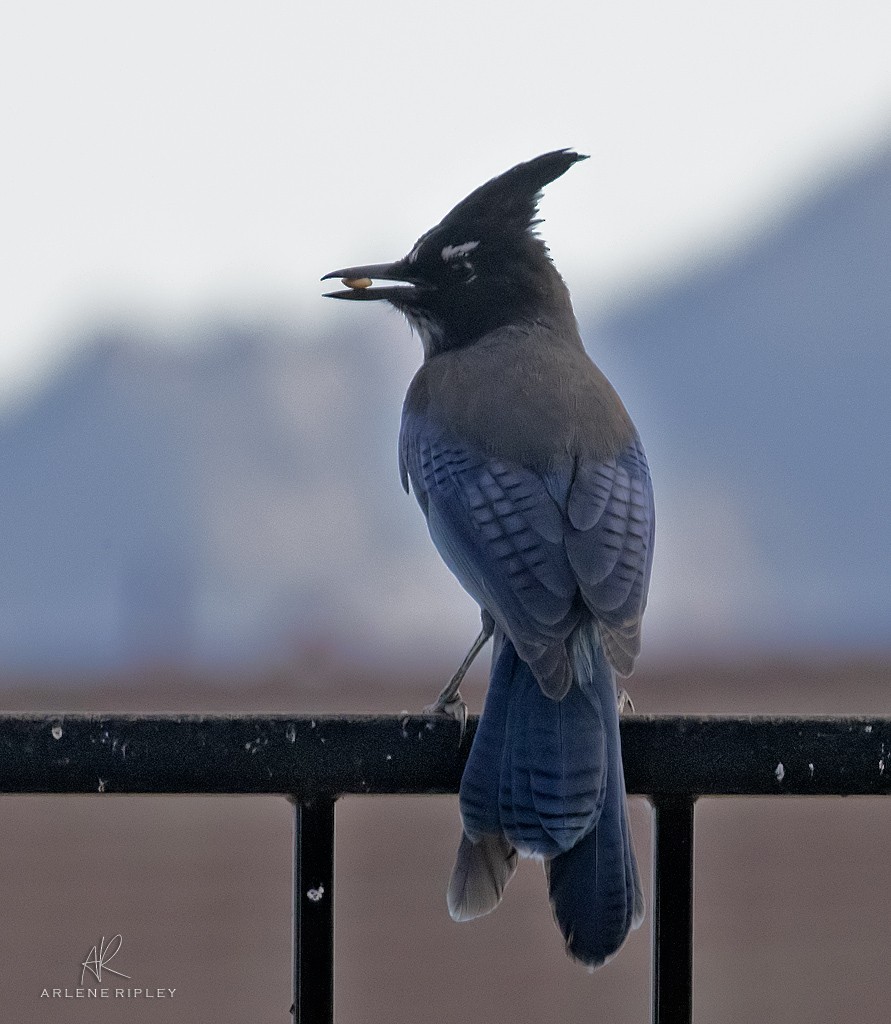 Steller's Jay - ML643736873