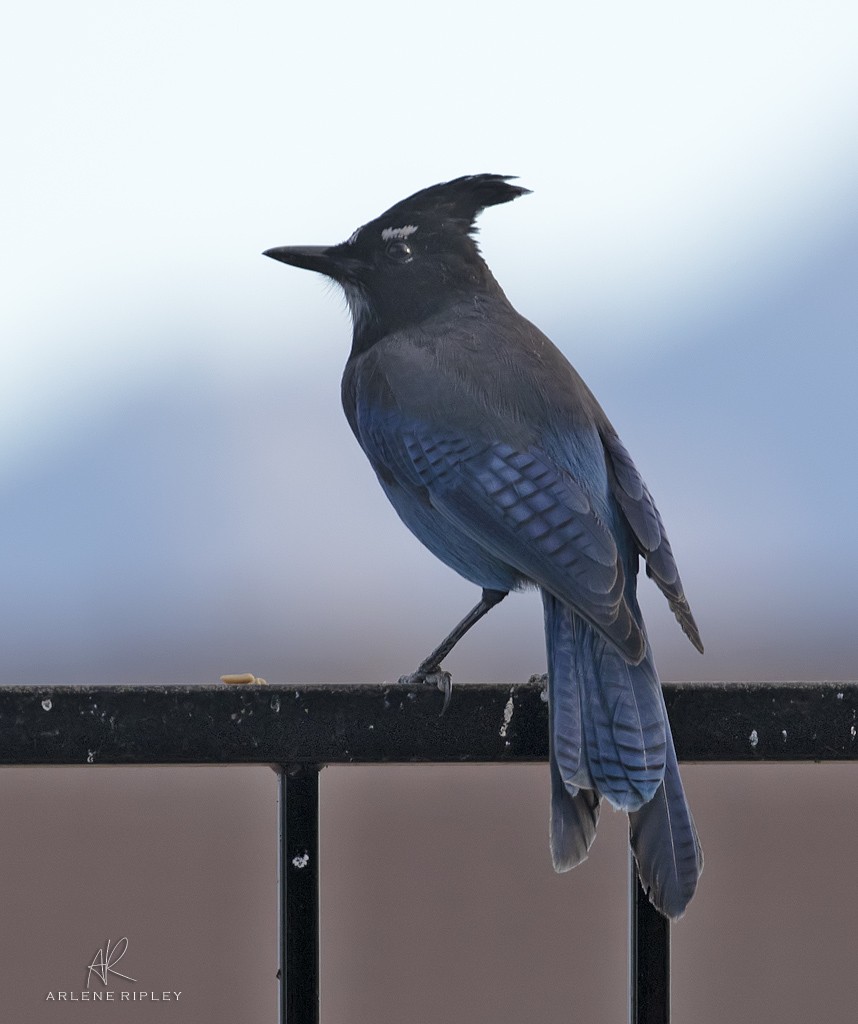 Steller's Jay - ML643736889