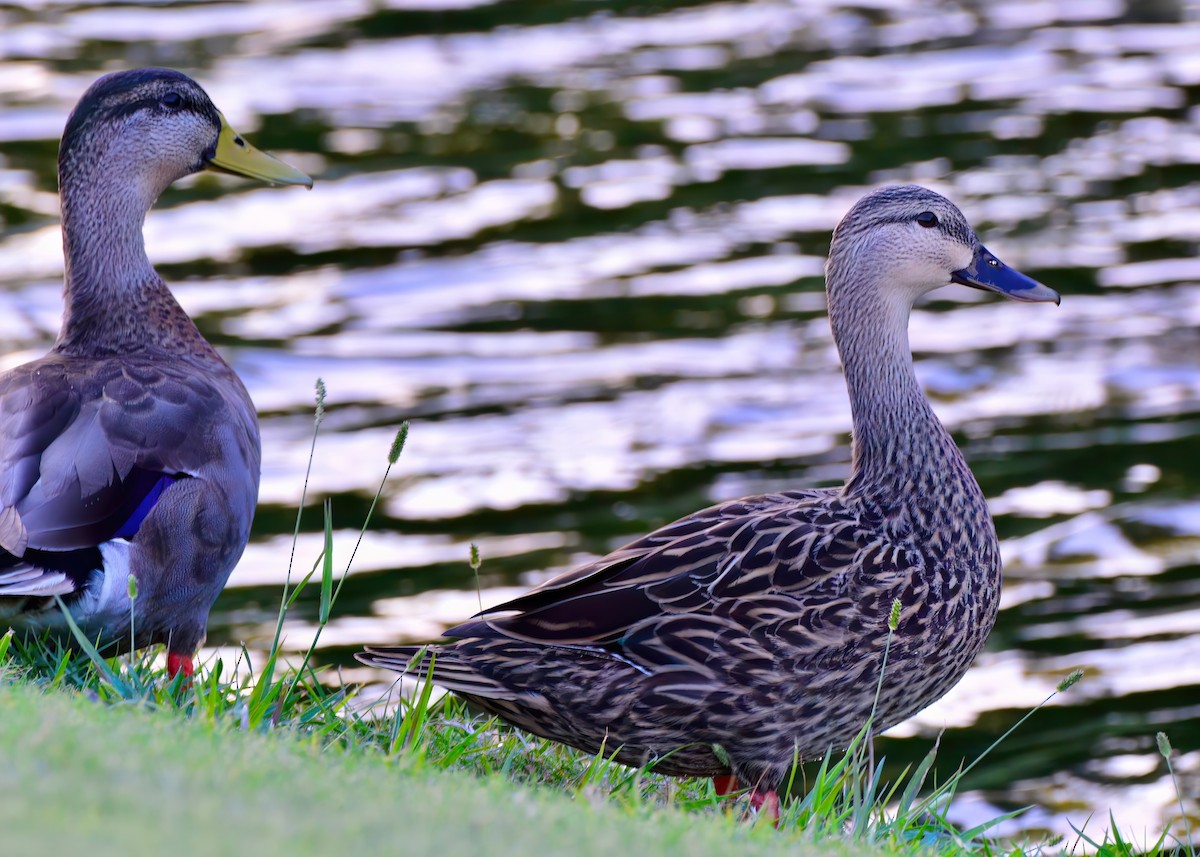 Canard brun - ML643736898