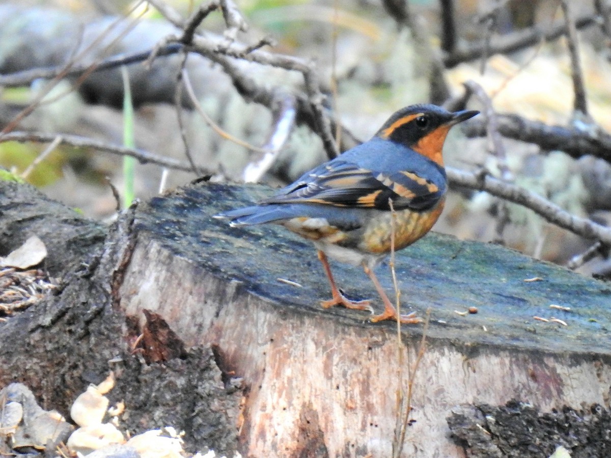 Varied Thrush - ML643736904