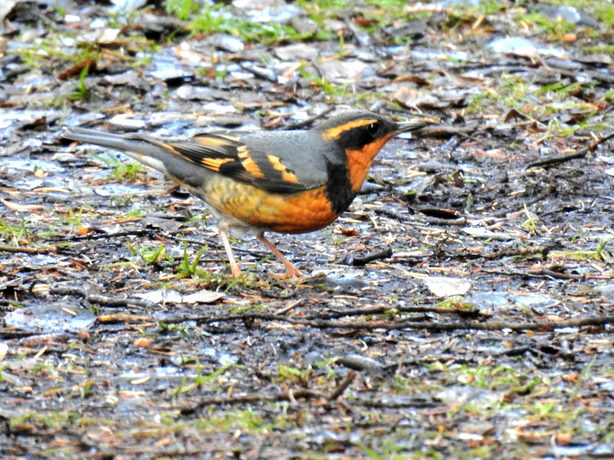 Varied Thrush - ML643736905