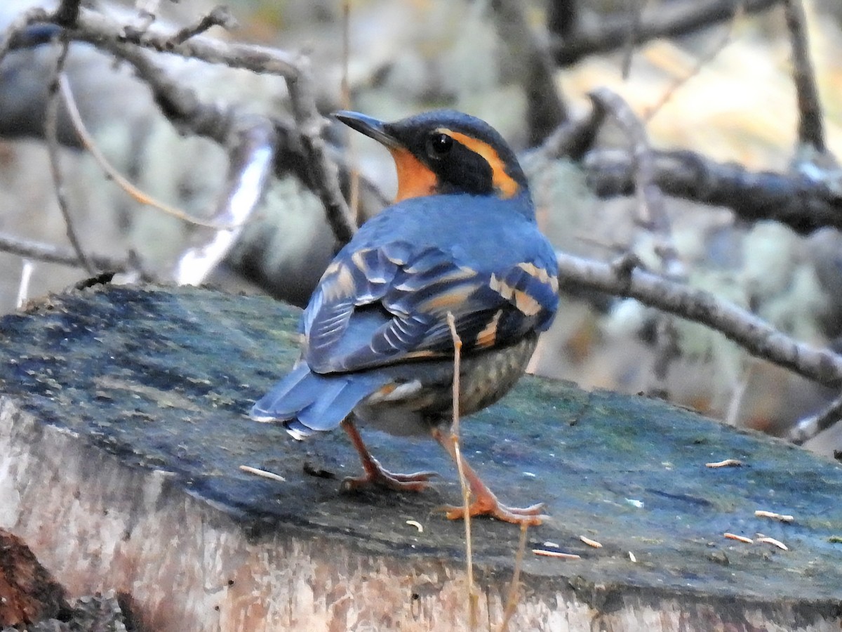 Varied Thrush - ML643736906