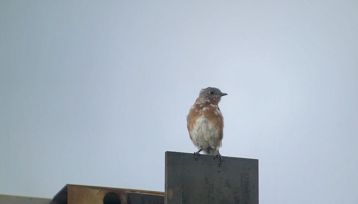 Eastern Bluebird - ML643736909