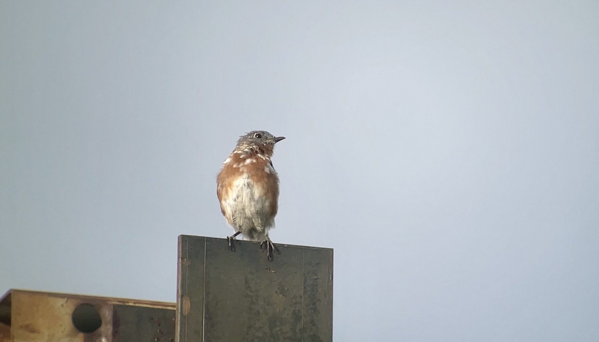 Eastern Bluebird - ML643736910