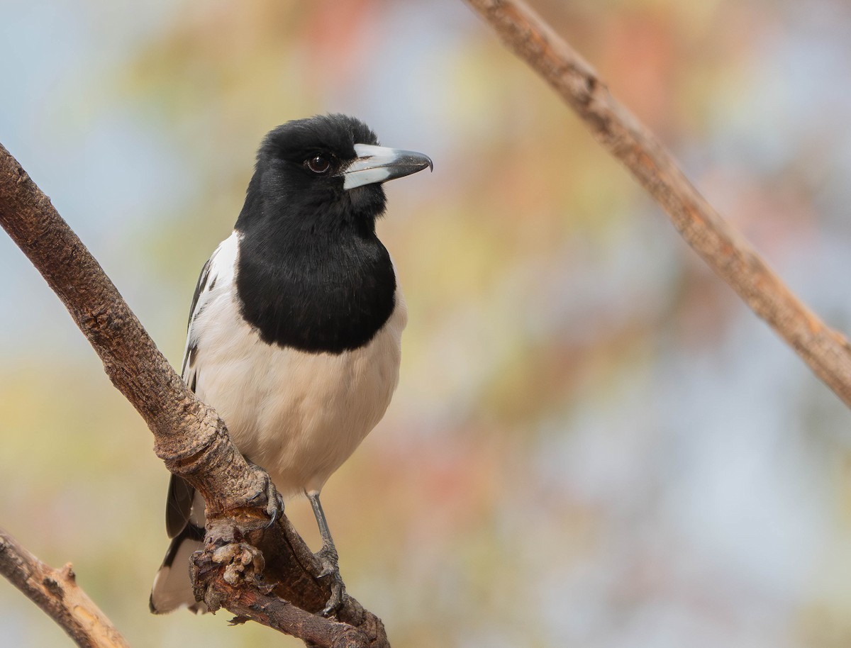Pied Butcherbird - ML643736919