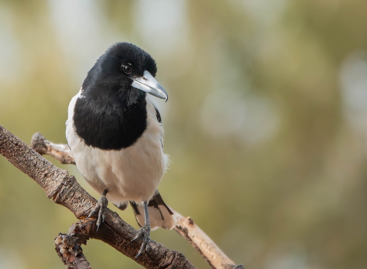 Pied Butcherbird - ML643736920