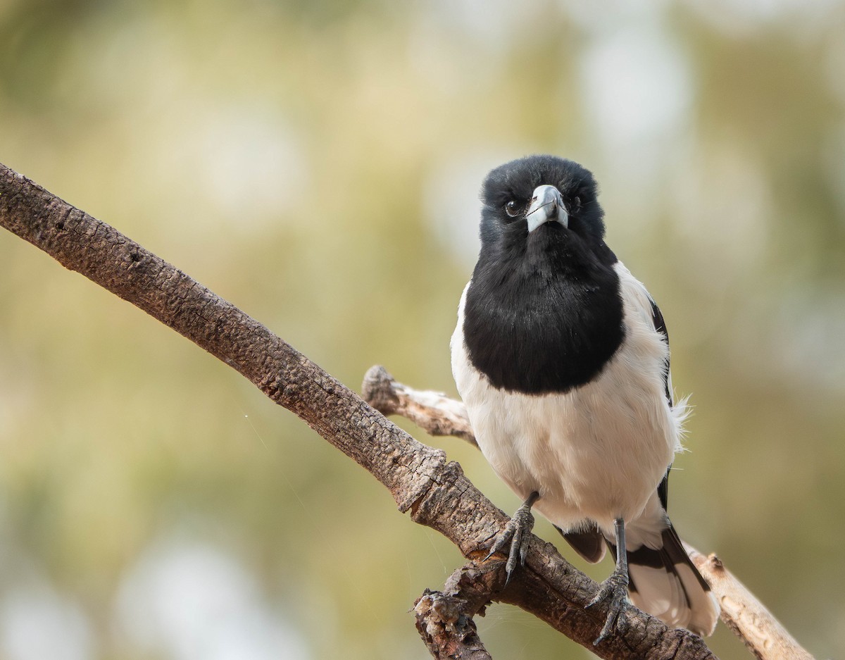 Pied Butcherbird - ML643736921
