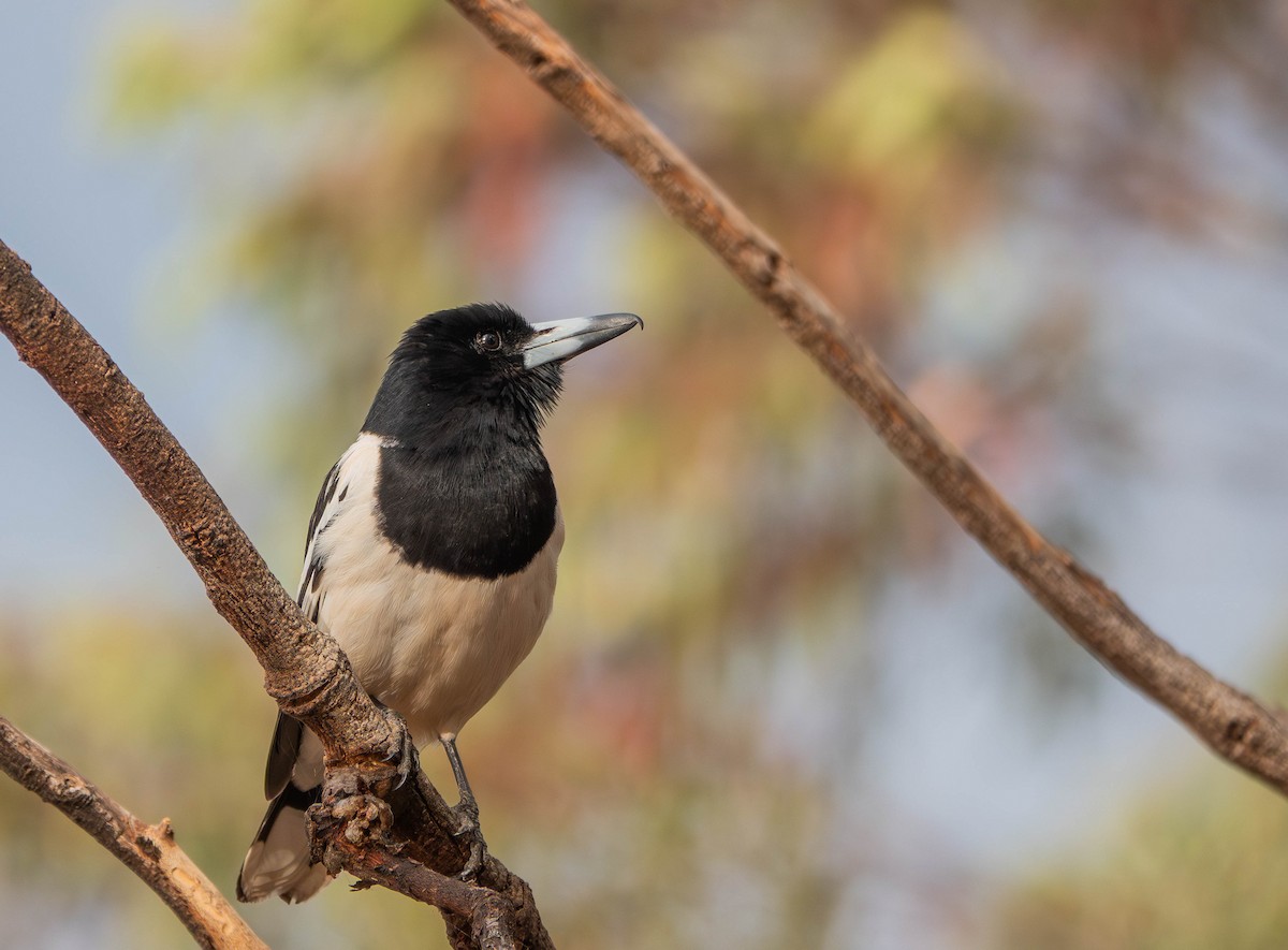 Pied Butcherbird - ML643736922