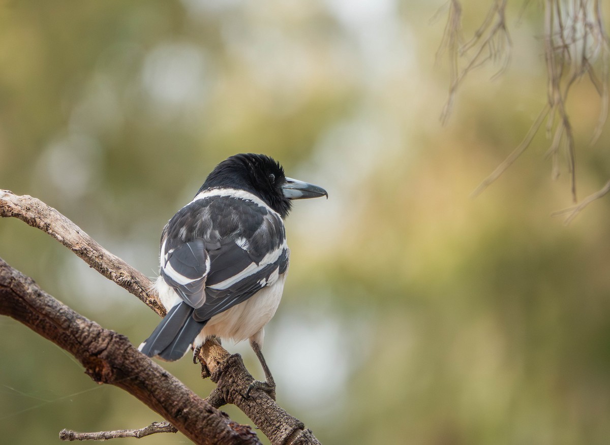 Pied Butcherbird - ML643736923