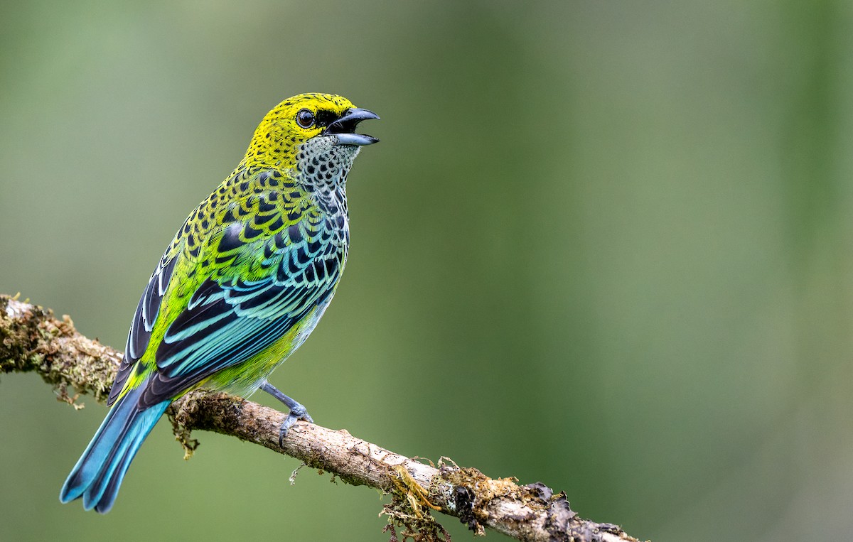 Speckled Tanager - ML643736947