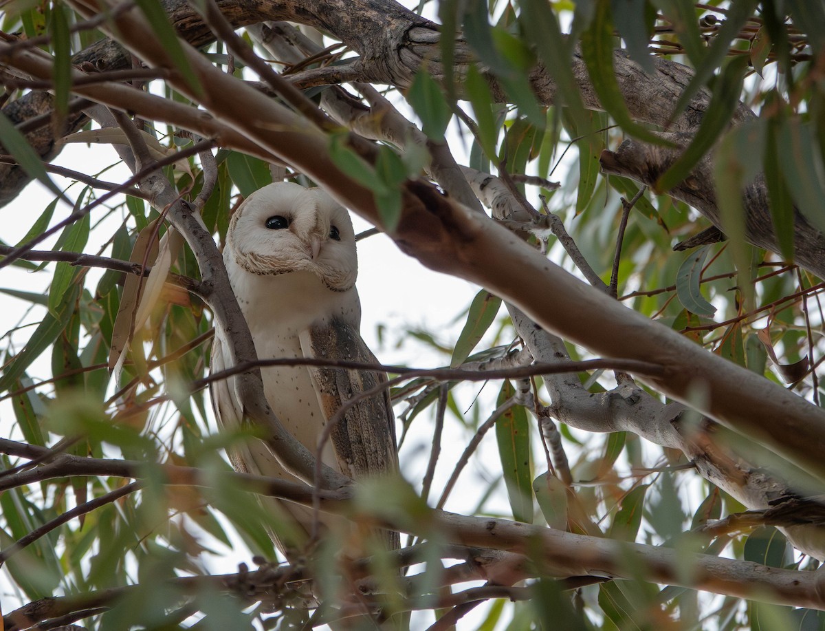 Eastern Barn Owl - ML643736948