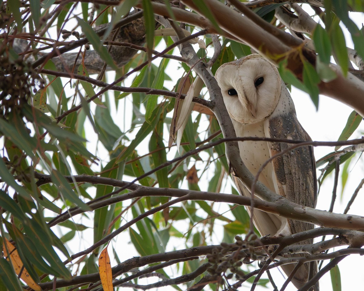 Eastern Barn Owl - ML643736949