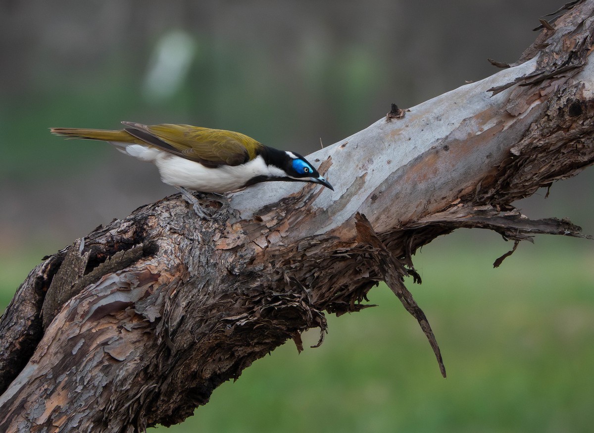 Blue-faced Honeyeater - ML643736966