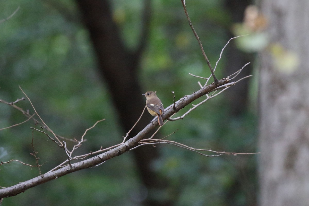 Daurian Redstart - ML643736994