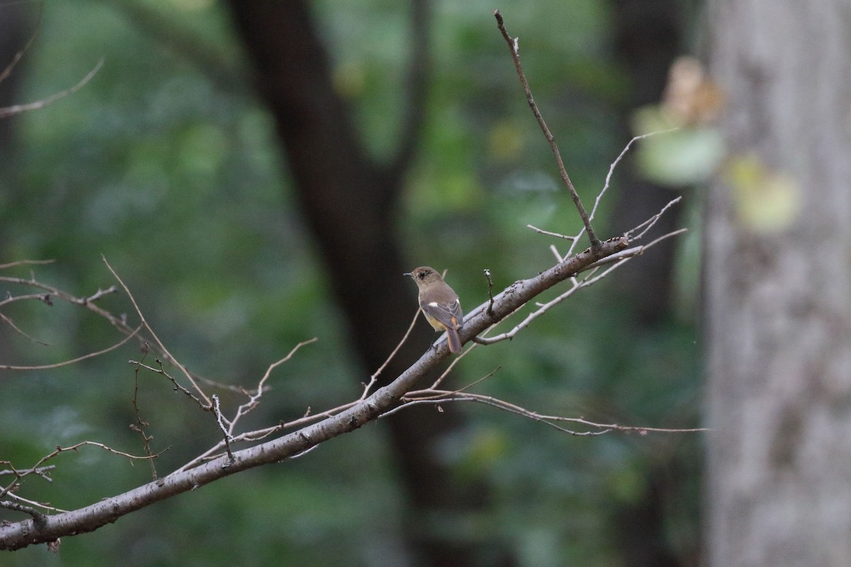 Daurian Redstart - ML643736995
