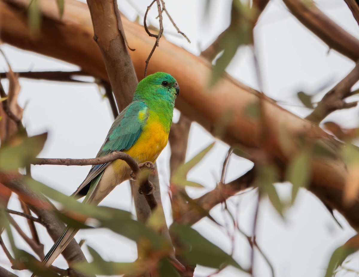 Red-rumped Parrot - ML643736997