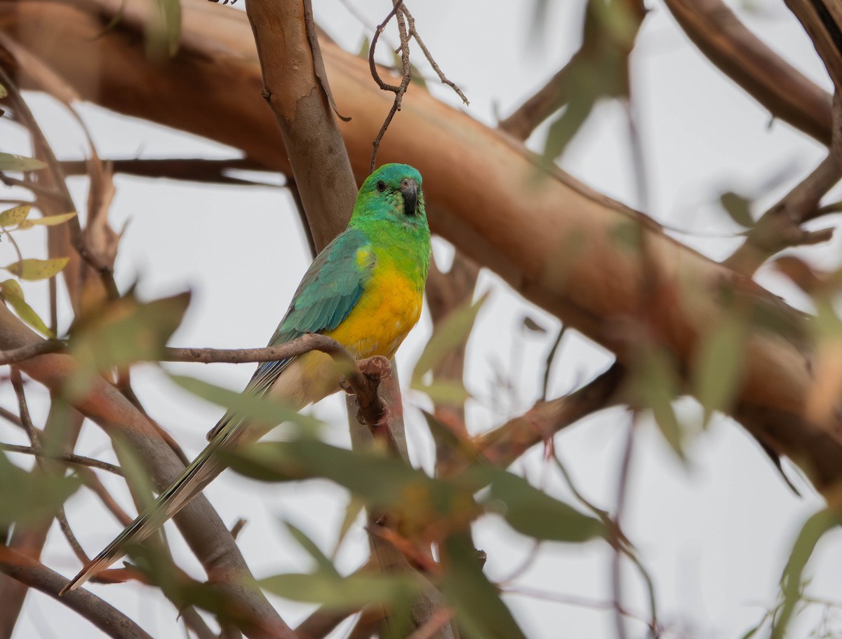 Red-rumped Parrot - ML643736998