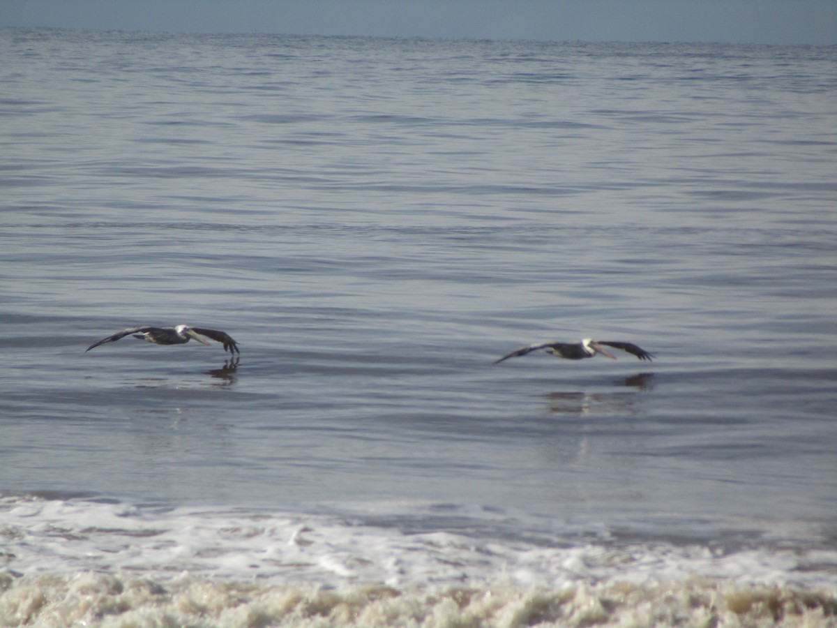 Brown Pelican - ML643737007