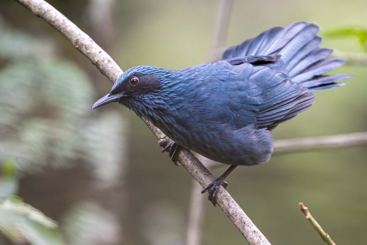 Blue Mockingbird - ML643737061