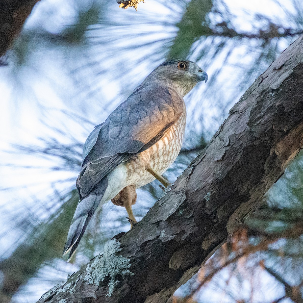 Cooper's Hawk - ML643737064