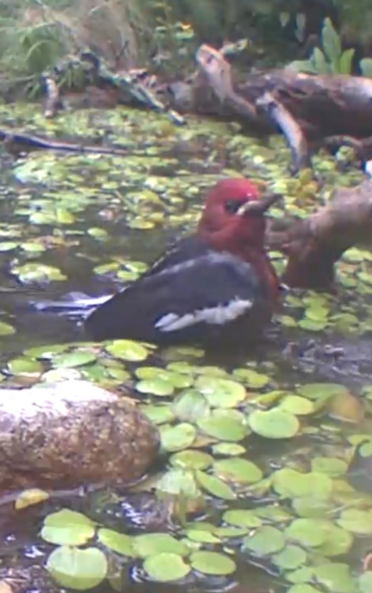 Red-breasted Sapsucker - ML643737070
