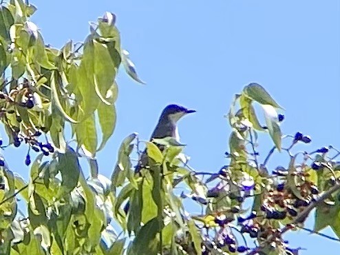 Eastern Kingbird - ML643737074