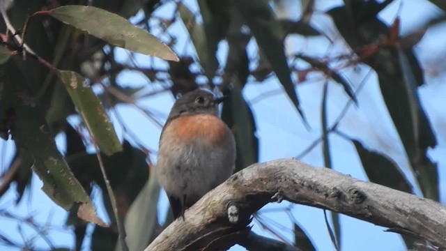 Scarlet Robin - ML643737079