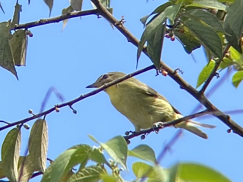 Philadelphia Vireo - ML643737084
