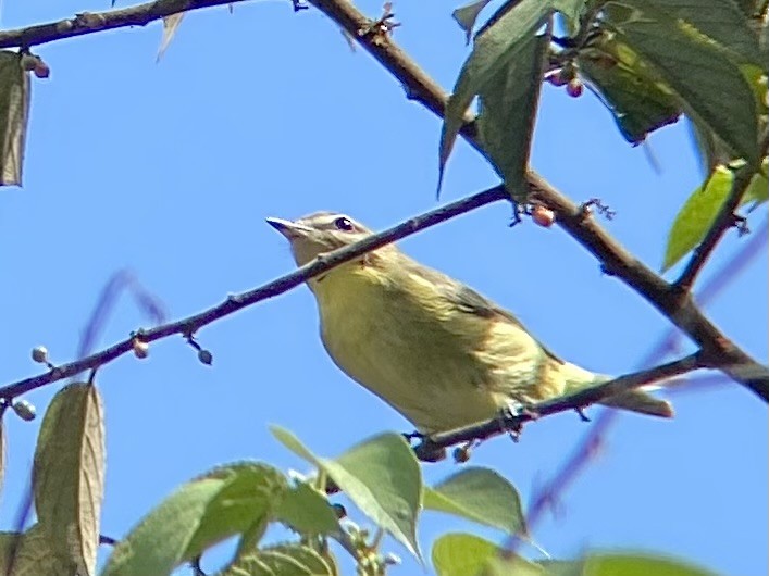 Philadelphia Vireo - ML643737085