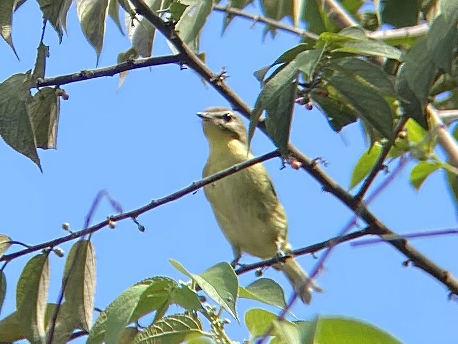Philadelphia Vireo - ML643737086