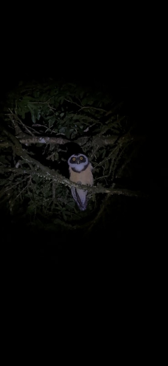 Spectacled Owl - ML643737092