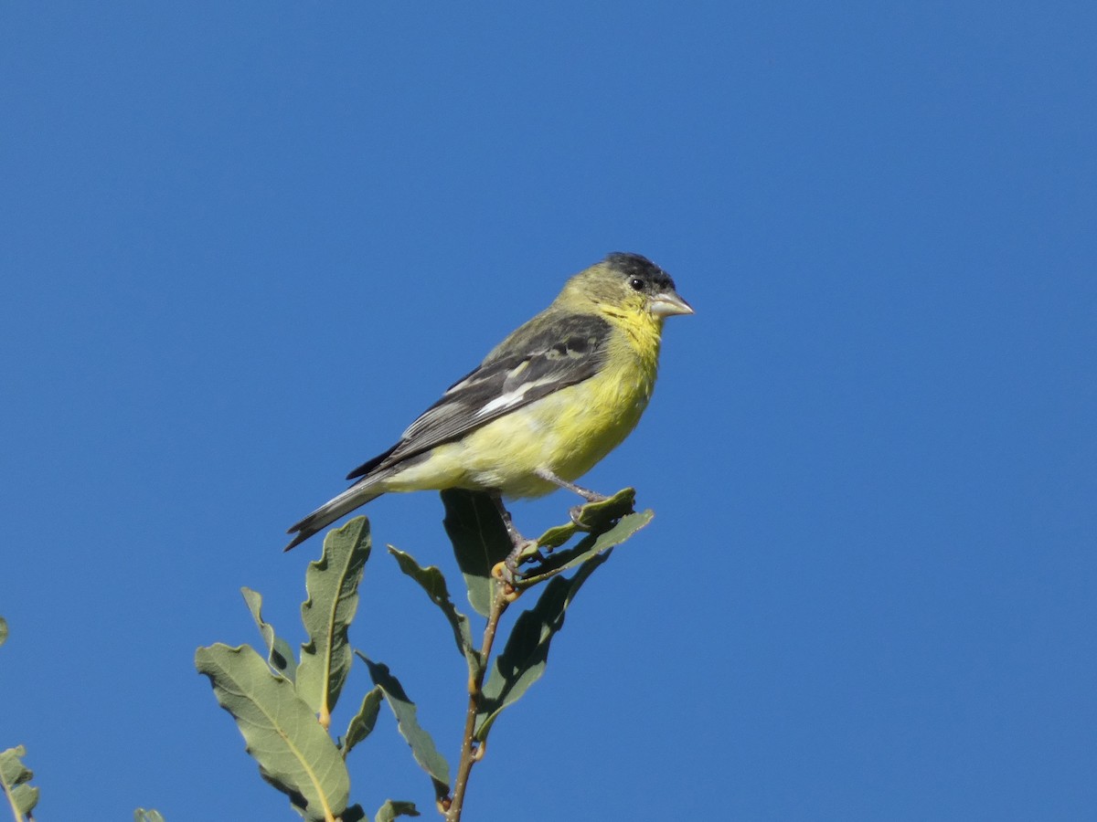 Chardonneret mineur - ML643737094