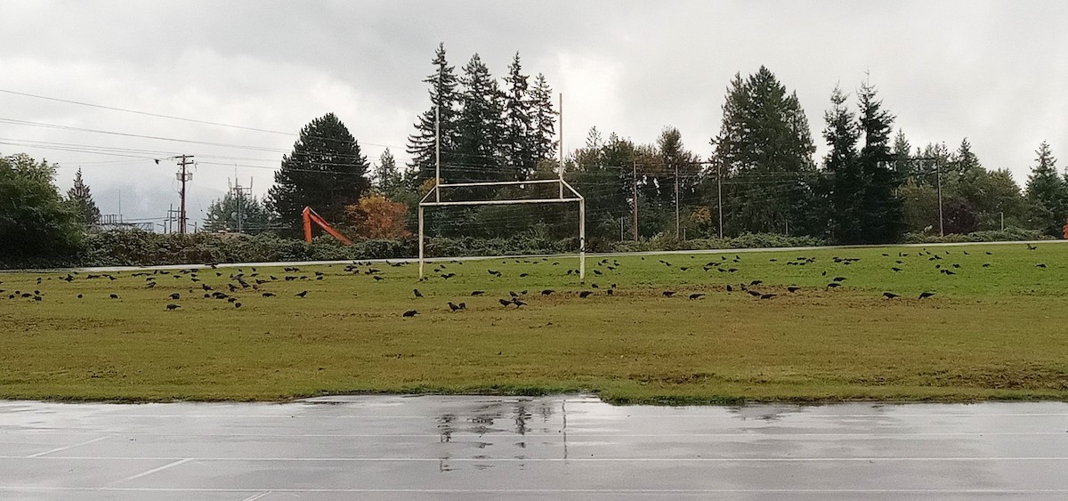 American Crow - ML643737103