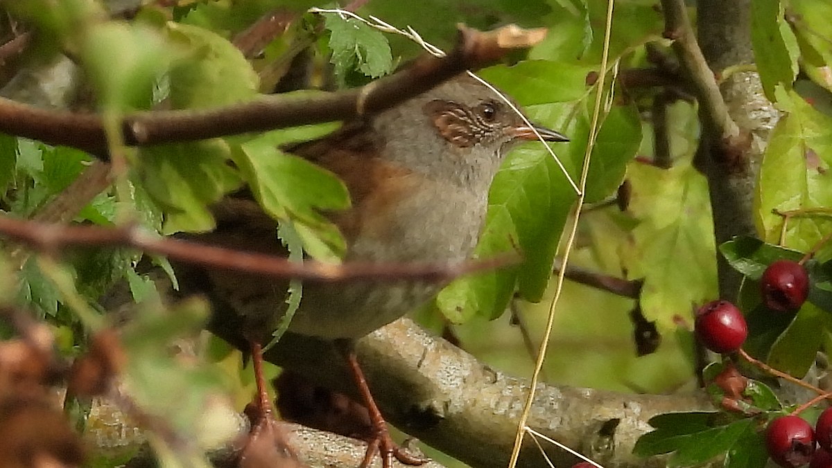 Dunnock - ML643737104