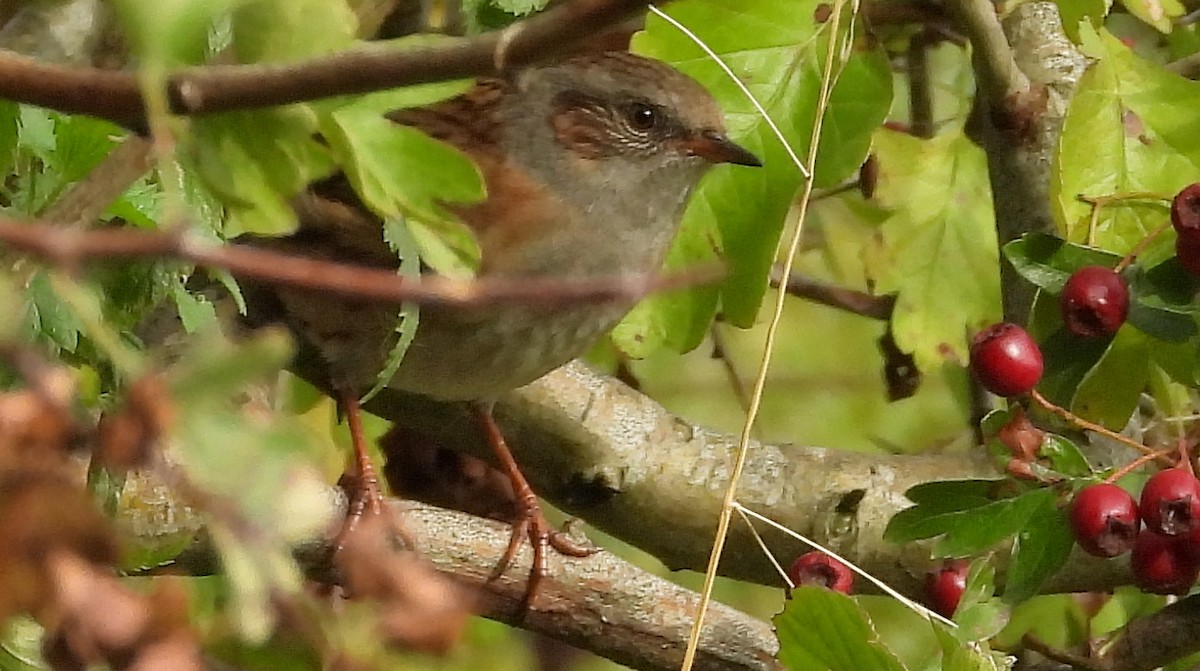 Dunnock - ML643737105