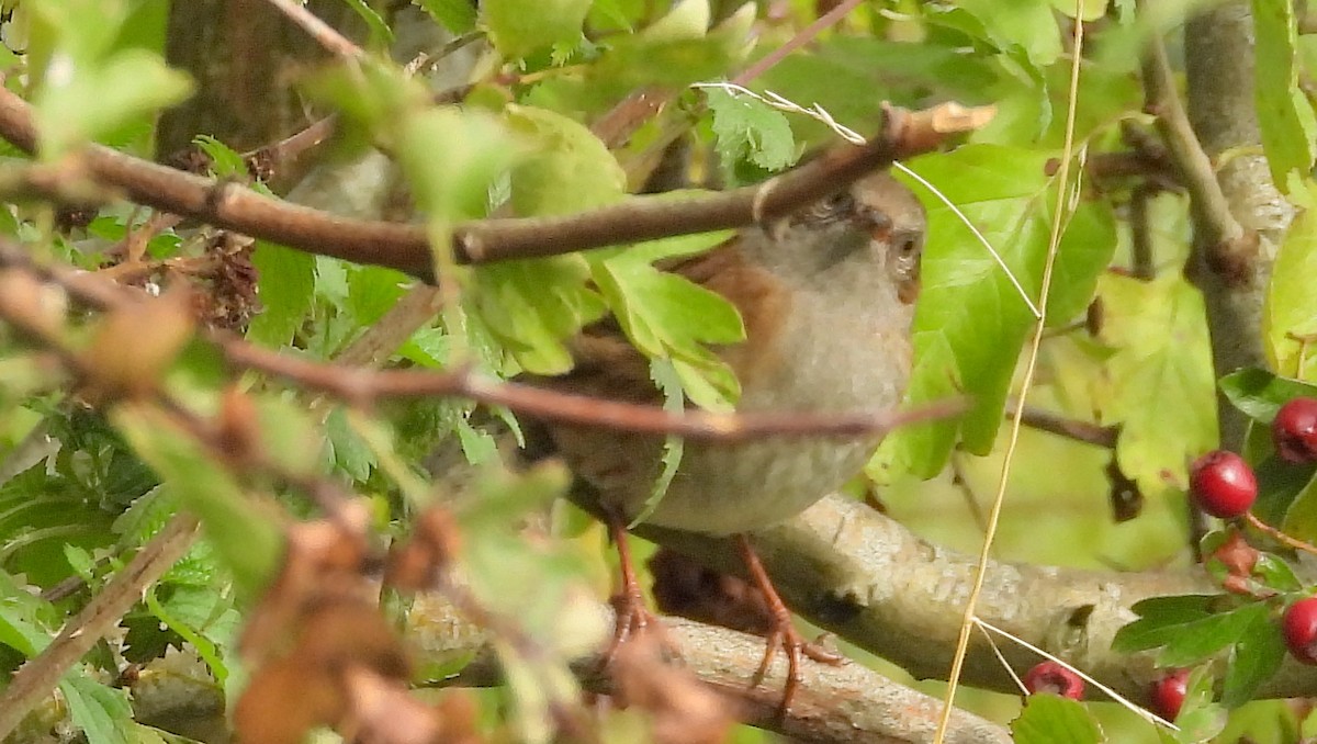 Dunnock - ML643737106