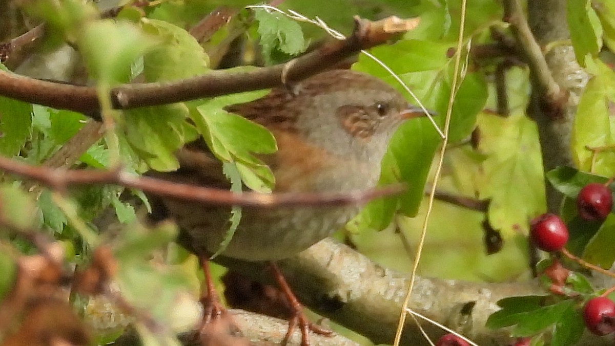 Dunnock - ML643737107