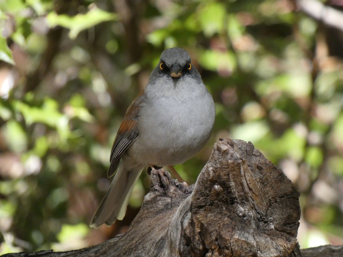 Junco aux yeux jaunes - ML643737110