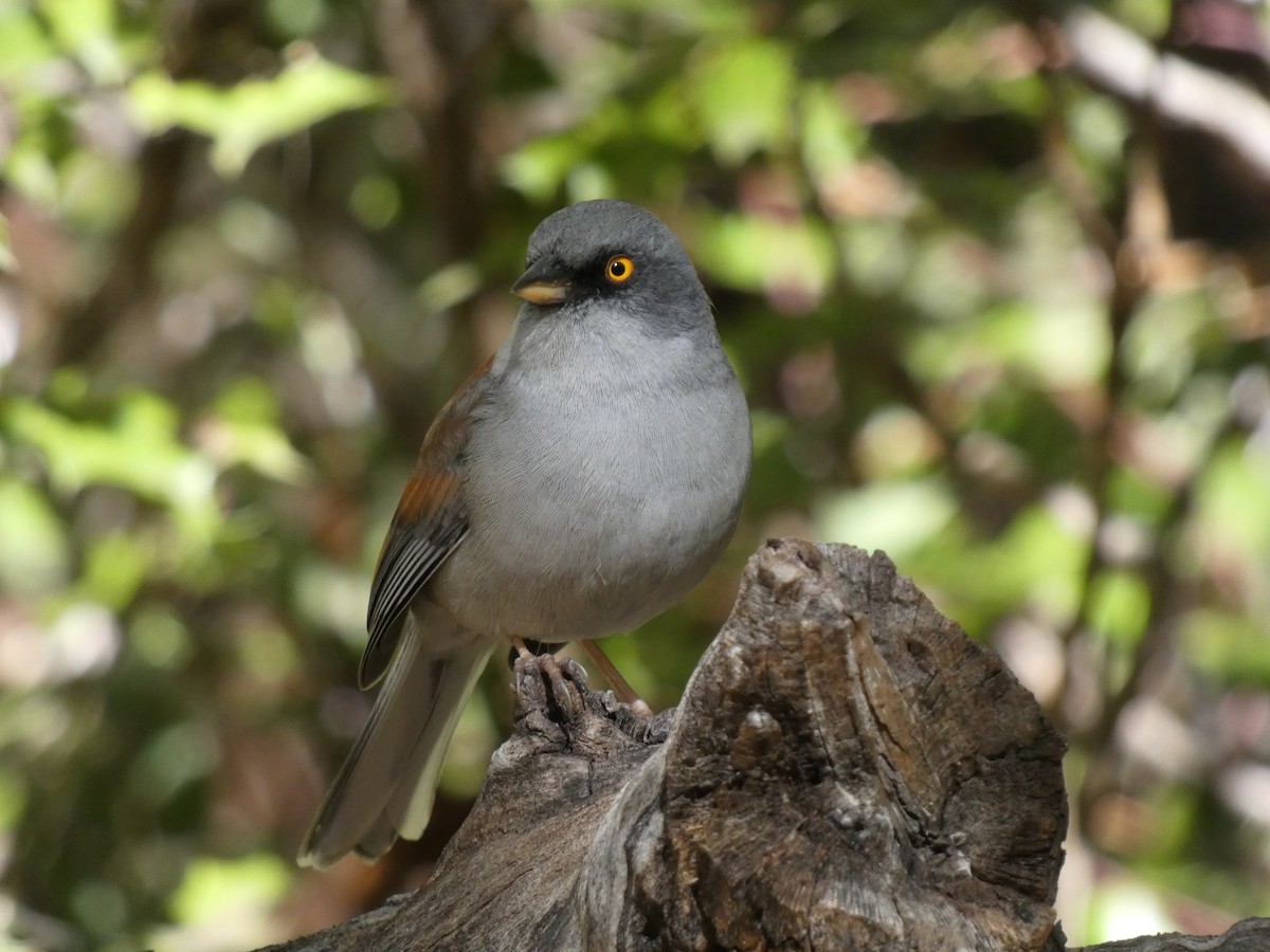 Junco aux yeux jaunes - ML643737111