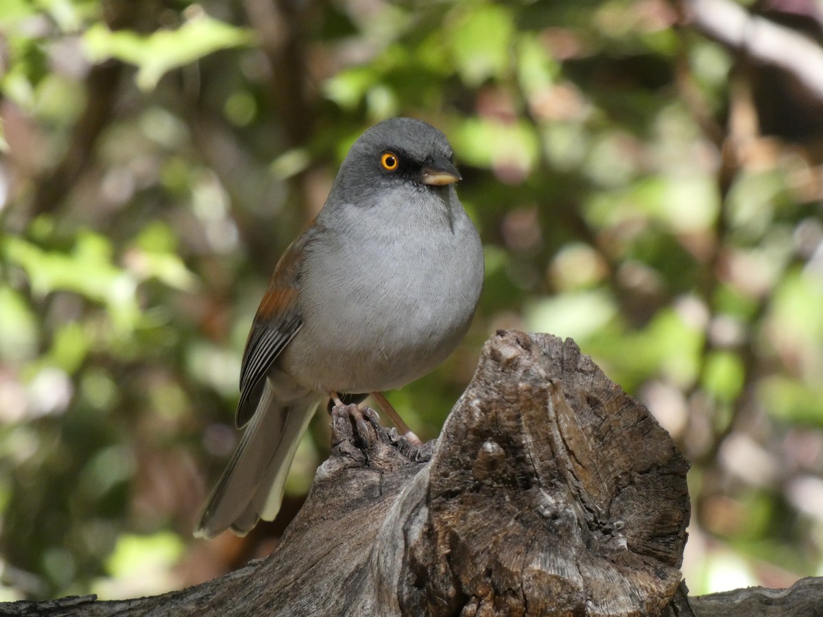 Junco aux yeux jaunes - ML643737113
