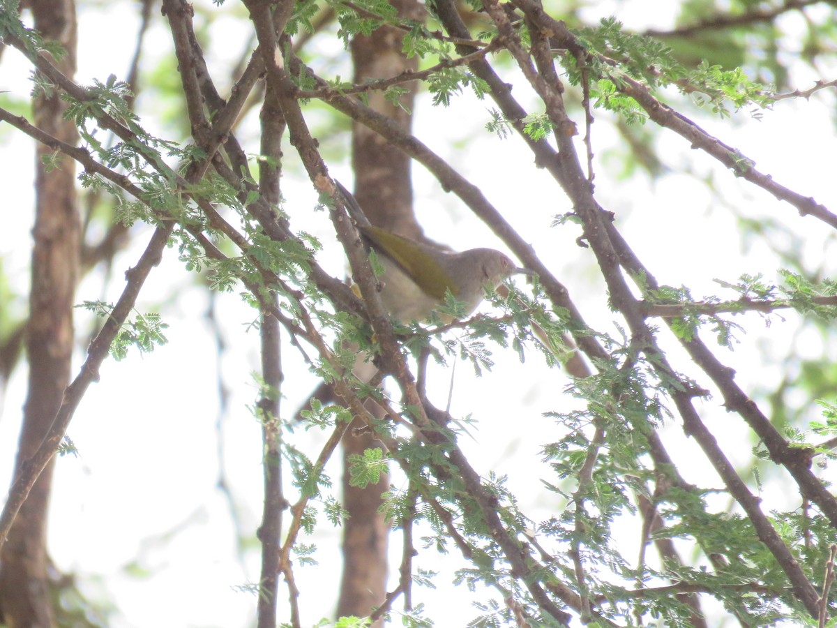 Green-backed Camaroptera - ML643737121