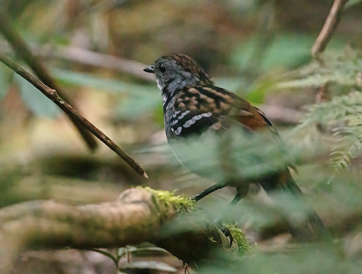 Australian Logrunner - ML643737123