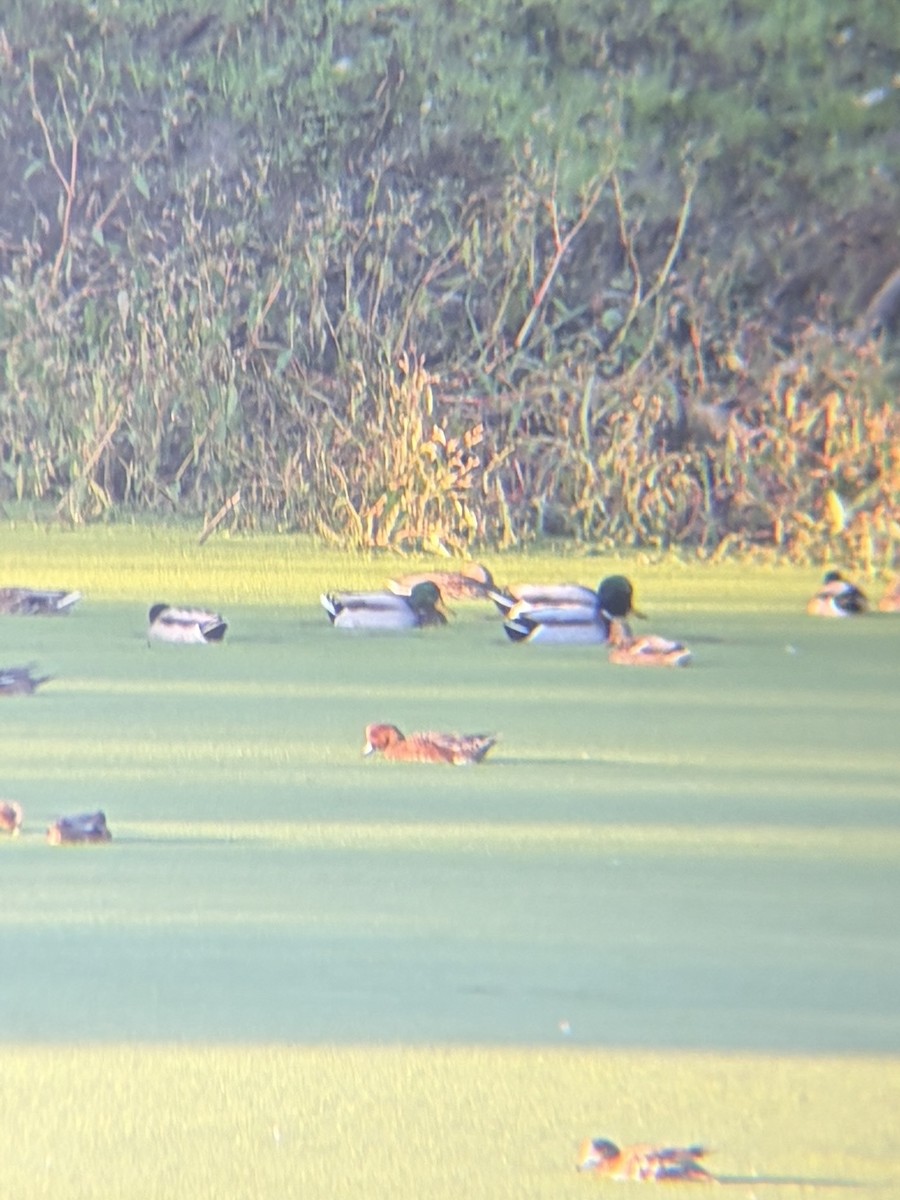 Eurasian Wigeon - ML643737135