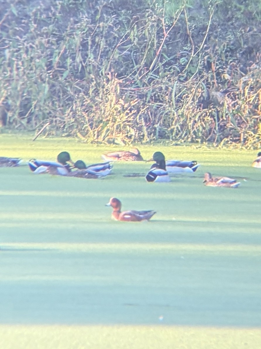 Eurasian Wigeon - ML643737136