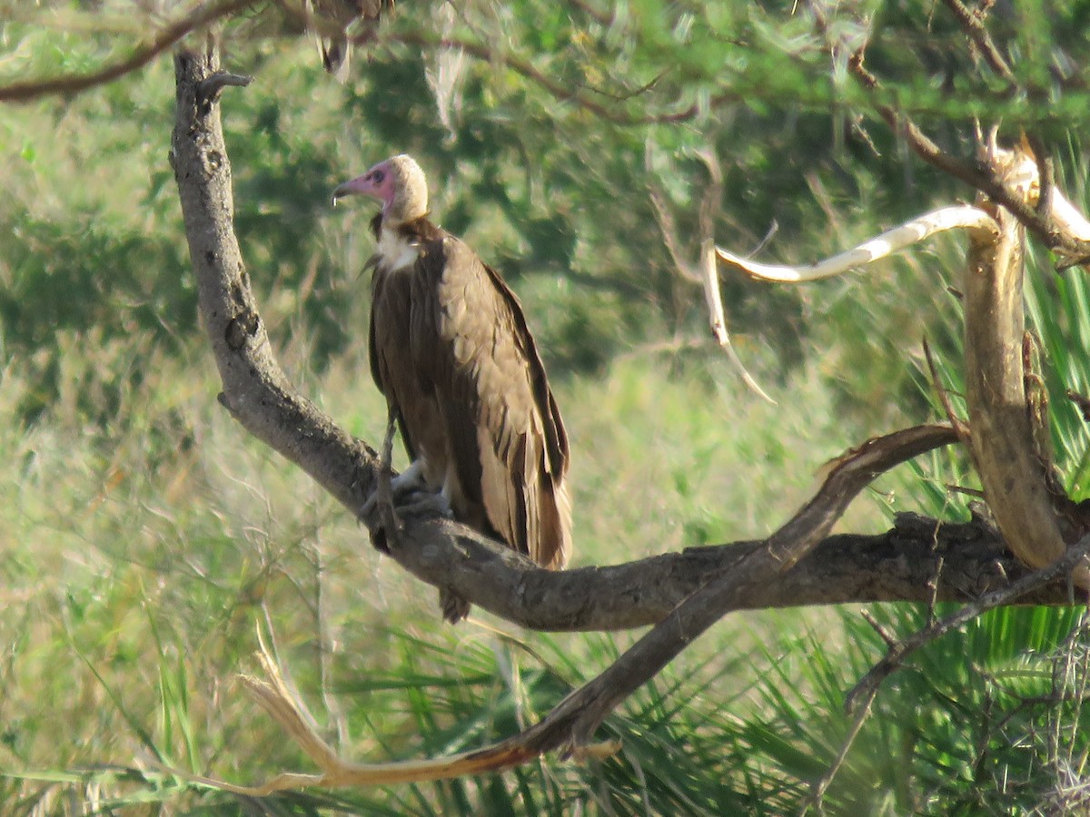 Hooded Vulture - ML643737149
