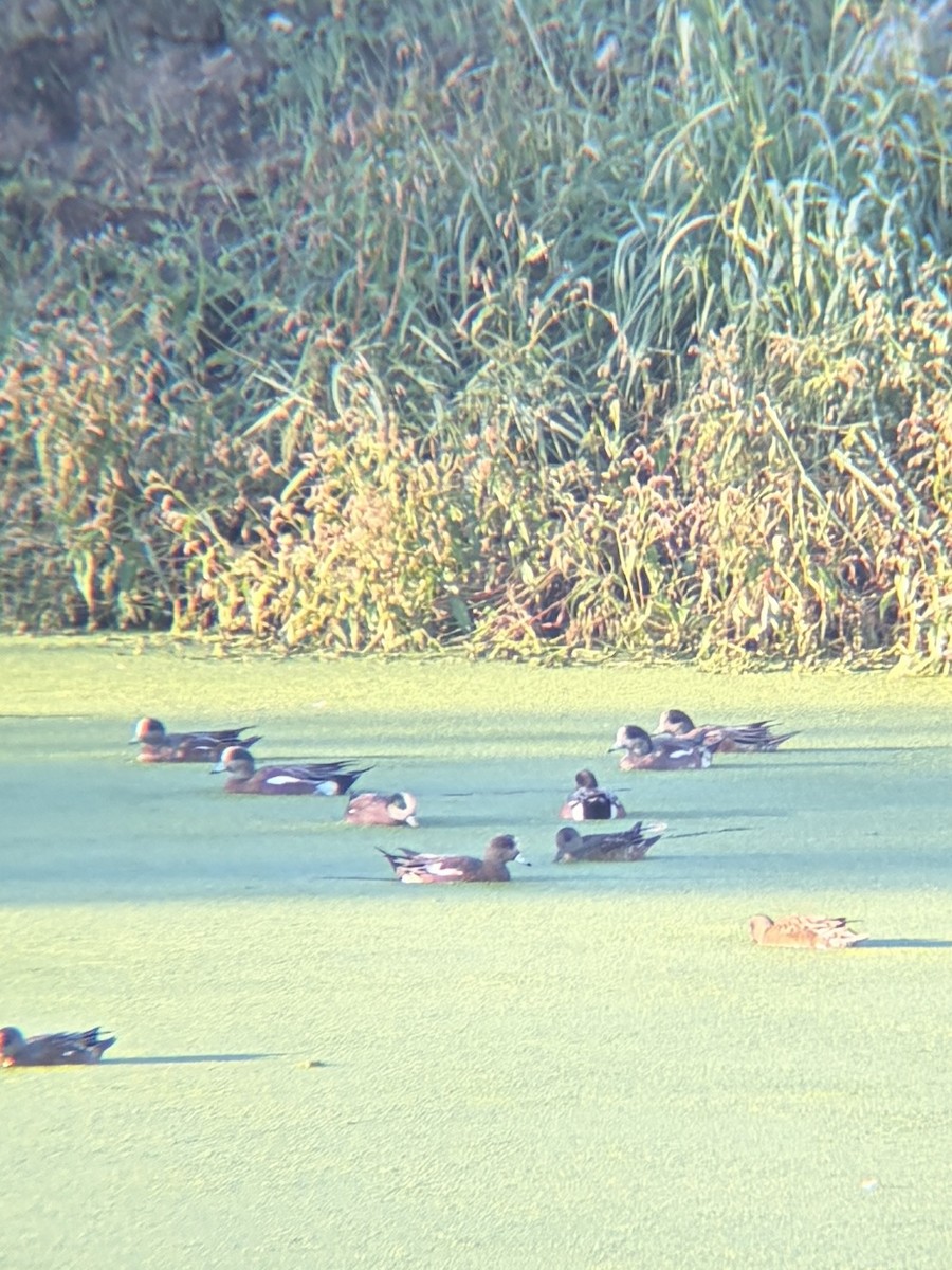 American Wigeon - ML643737150